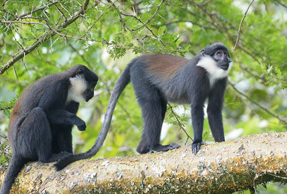 ロエストモンキー